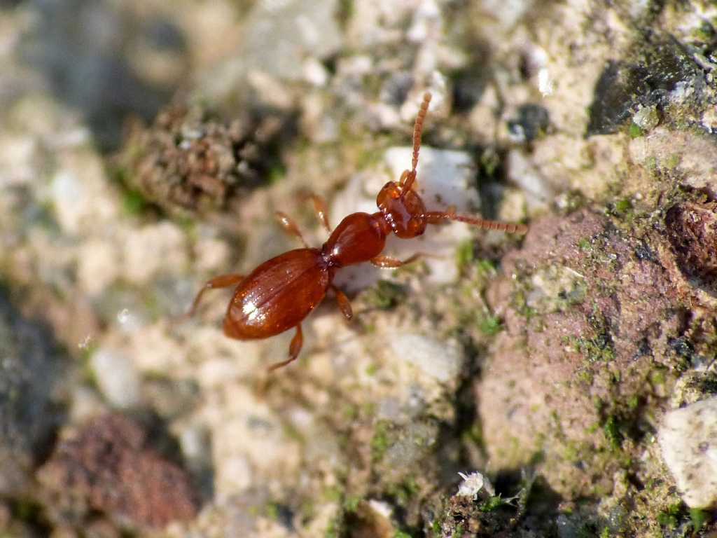Coleotterino strano - Leptomastax hypogea (Staphylinidae)